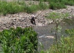 大井川(大井川(非)漁業協同組合) 釣果