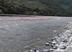 大井川(大井川(非)漁業協同組合) 釣果