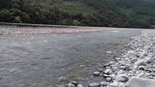 大井川(大井川(非)漁業協同組合) 釣果