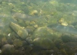 大井川(大井川(非)漁業協同組合) 釣果