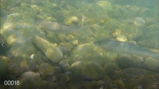 大井川（大井川(非)漁業協同組合） 釣果