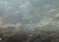 大井川(大井川(非)漁業協同組合) 釣果