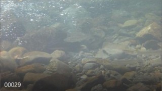 大井川（大井川(非)漁業協同組合） 釣果