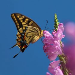 小菅トラウトガーデン 釣果