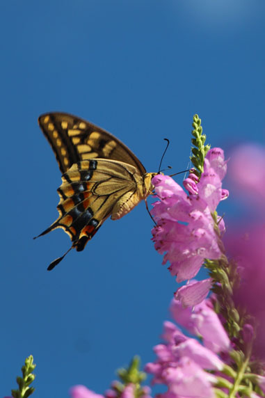 小菅トラウトガーデン 釣果