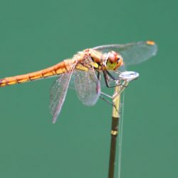小菅トラウトガーデン 釣果