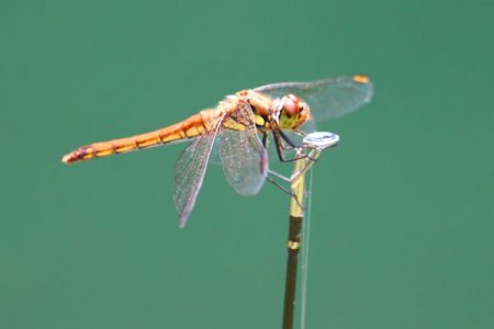 小菅トラウトガーデン 釣果