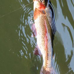 小菅トラウトガーデン 釣果