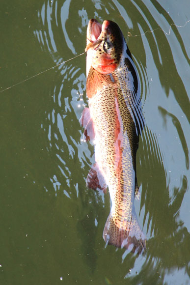 小菅トラウトガーデン 釣果