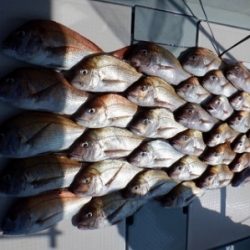 遊漁船 幸友丸 釣果