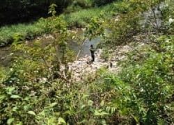 大井川(大井川(非)漁業協同組合) 釣果