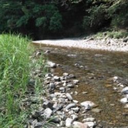 大井川(大井川(非)漁業協同組合) 釣果