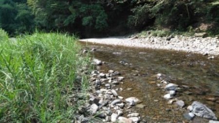 大井川(大井川(非)漁業協同組合) 釣果