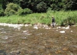 大井川(大井川(非)漁業協同組合) 釣果