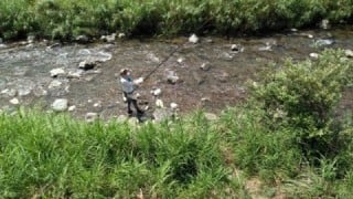 大井川(大井川(非)漁業協同組合) 釣果