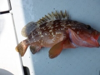 遊漁船 幸友丸 釣果