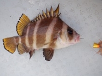 遊漁船 幸友丸 釣果