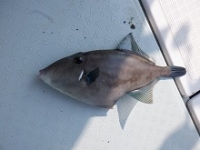 遊漁船 幸友丸 釣果