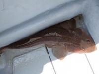 遊漁船 幸友丸 釣果