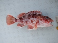 遊漁船 幸友丸 釣果