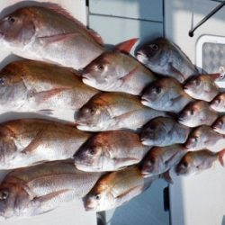 遊漁船 幸友丸 釣果