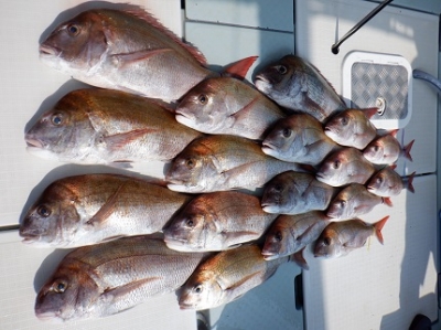 遊漁船 幸友丸 釣果