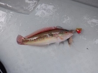 遊漁船 幸友丸 釣果