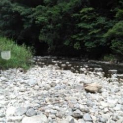 大井川(大井川(非)漁業協同組合) 釣果