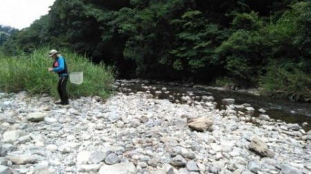 大井川(大井川(非)漁業協同組合) 釣果