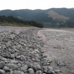 大井川(大井川(非)漁業協同組合) 釣果