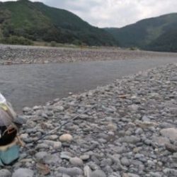 大井川(大井川(非)漁業協同組合) 釣果