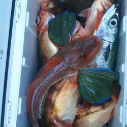 モンロー号 釣果