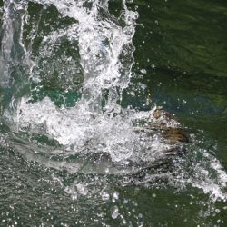 小菅トラウトガーデン 釣果