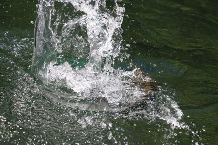 小菅トラウトガーデン 釣果