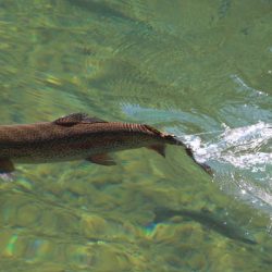 小菅トラウトガーデン 釣果