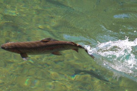 小菅トラウトガーデン 釣果