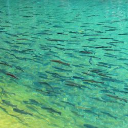 小菅トラウトガーデン 釣果