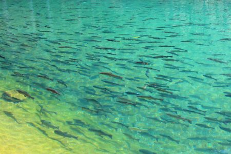 小菅トラウトガーデン 釣果