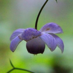 小菅トラウトガーデン 釣果