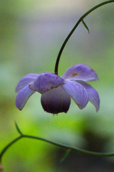 小菅トラウトガーデン 釣果