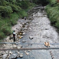 大井川(大井川(非)漁業協同組合) 釣果