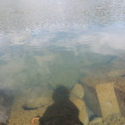 大井川(大井川(非)漁業協同組合) 釣果