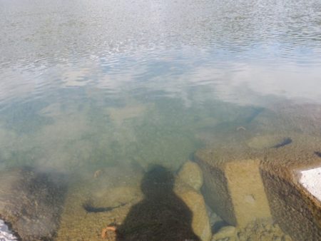 大井川(大井川(非)漁業協同組合) 釣果