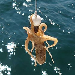 松本釣船2 釣果