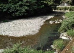 大井川(大井川(非)漁業協同組合) 釣果