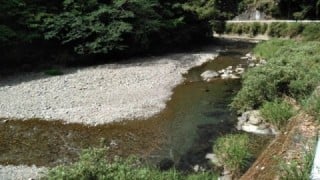 大井川(大井川(非)漁業協同組合) 釣果