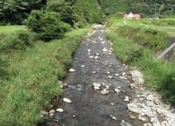 大井川(大井川(非)漁業協同組合) 釣果