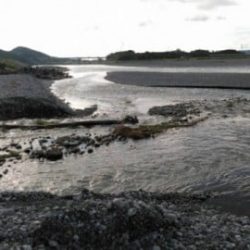 大井川(大井川(非)漁業協同組合) 釣果