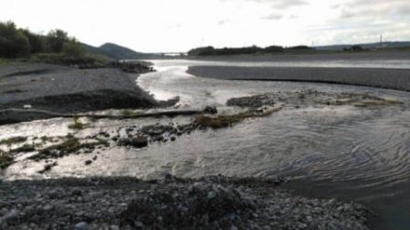 大井川(大井川(非)漁業協同組合) 釣果