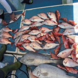 十八宝洋丸 釣果